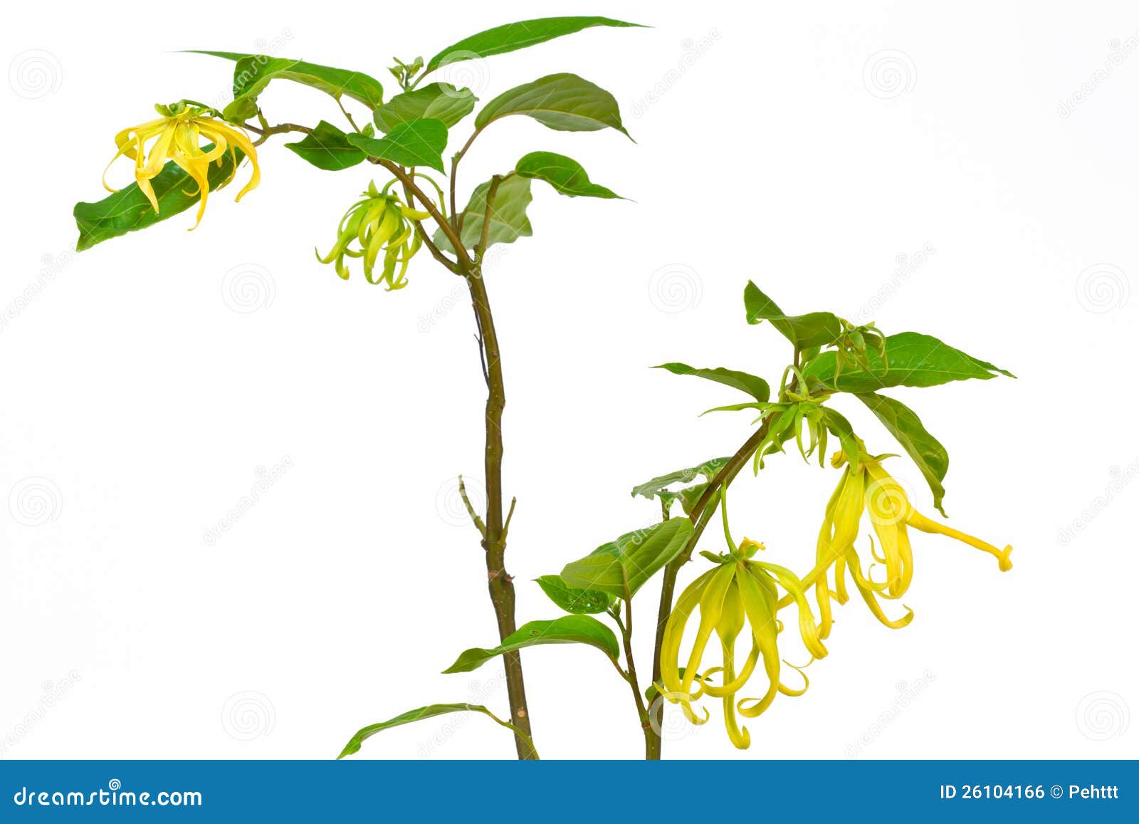 YlangYlang Flower Royalty Free Stock Image Image 26104166