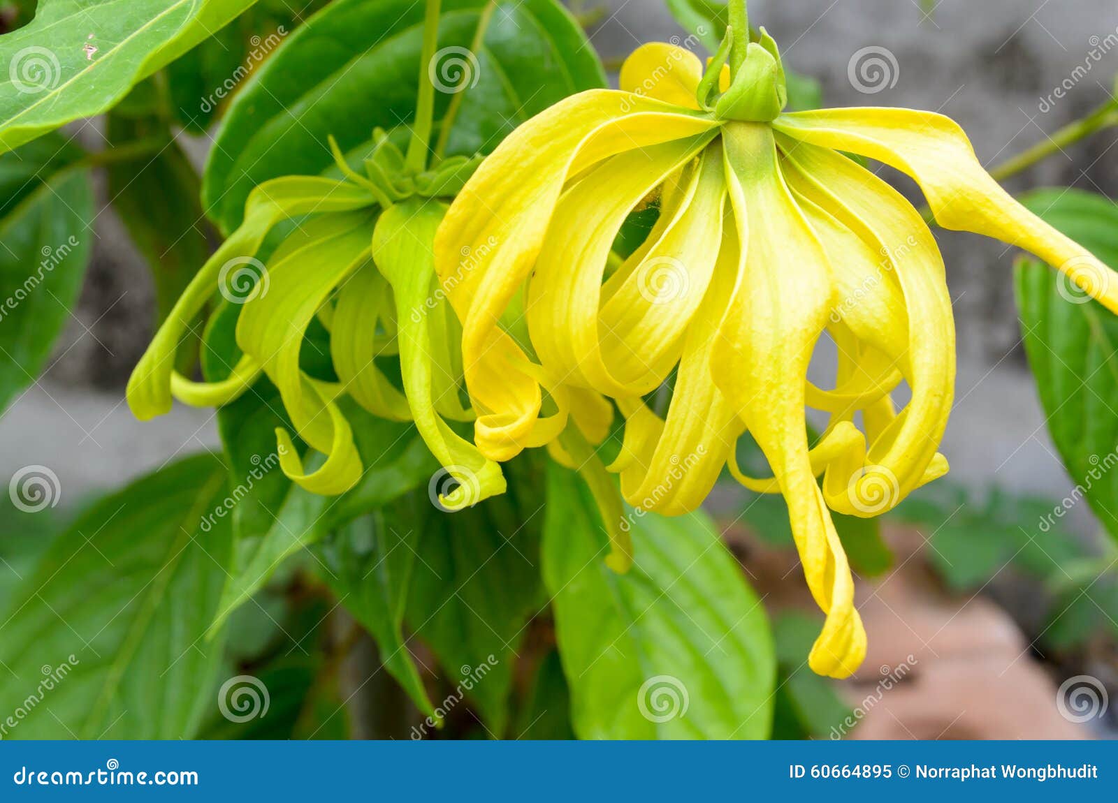 Ylang Ylang Flower stock image. Image of flower, perfume 60664895