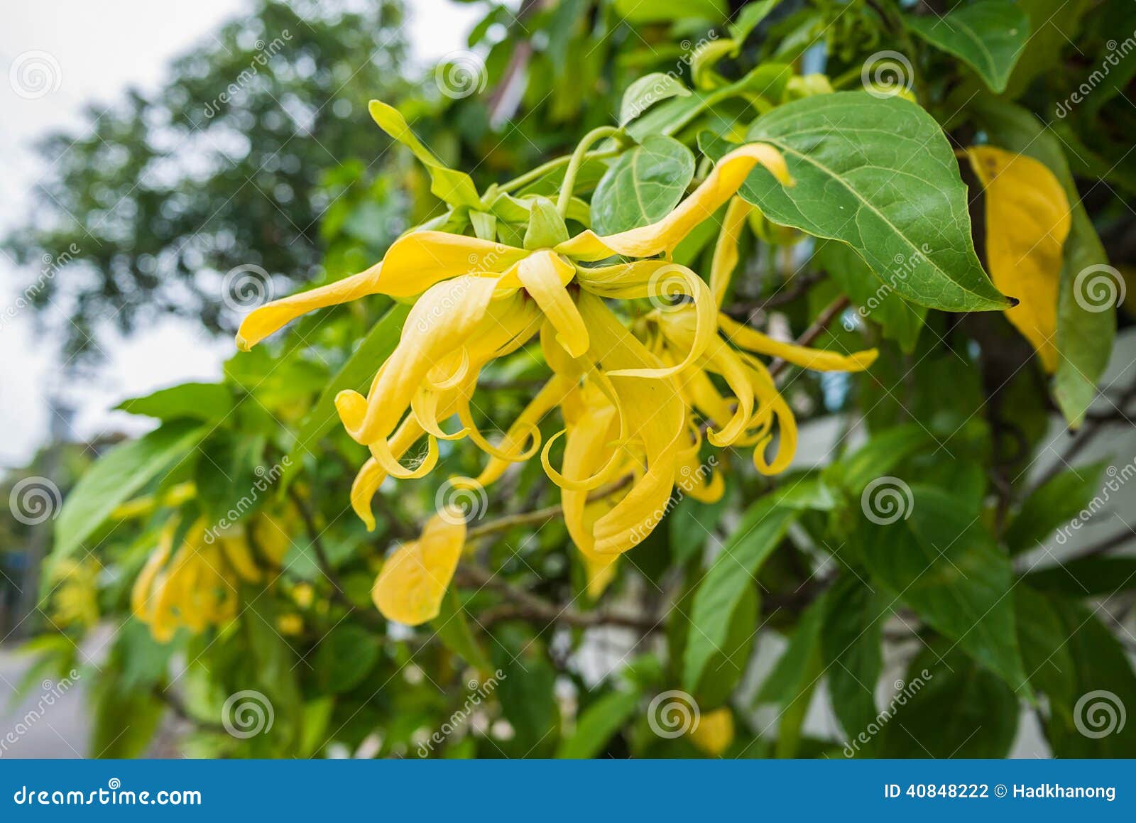 Ylangylang flower stock photo. Image of organic, blossom 40848222