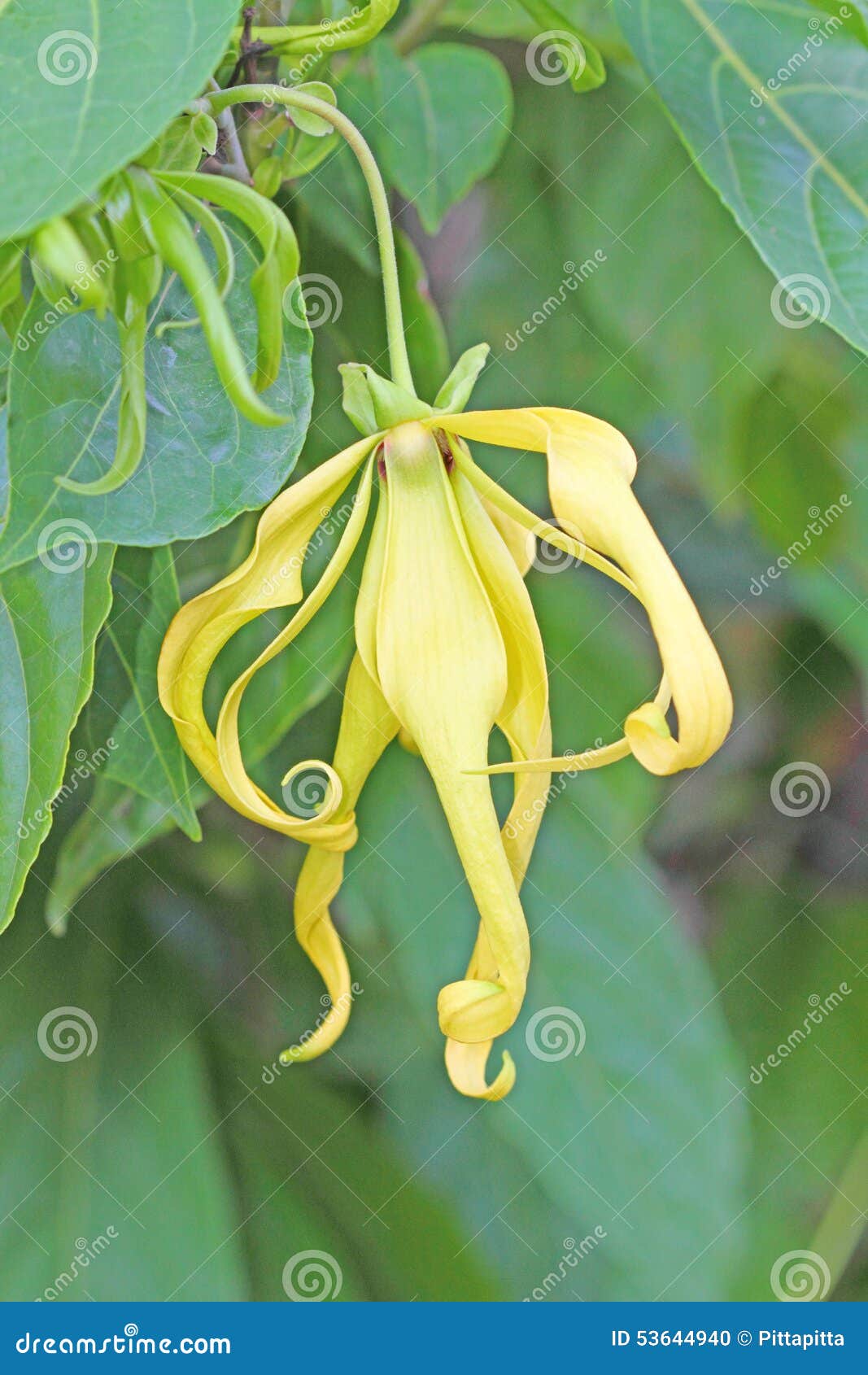 Ylang ylang flower stock photo. Image of odorous, ylang 53644940