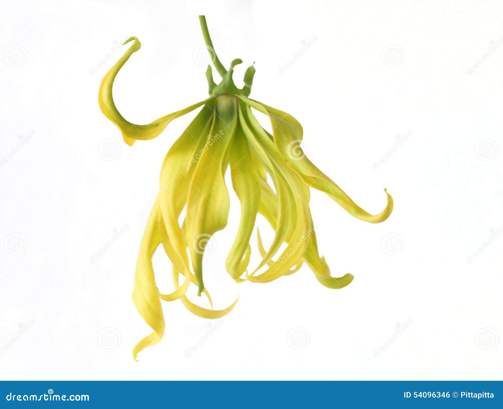 Ylang ylang flower stock photo. Image of perfumed, plant 54096346