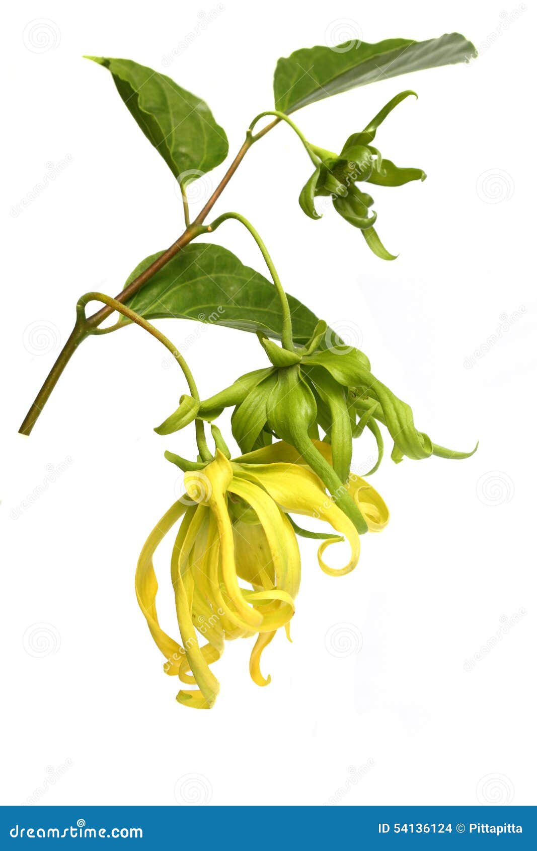 Ylang ylang flower stock photo. Image of ylang, petal 54136124