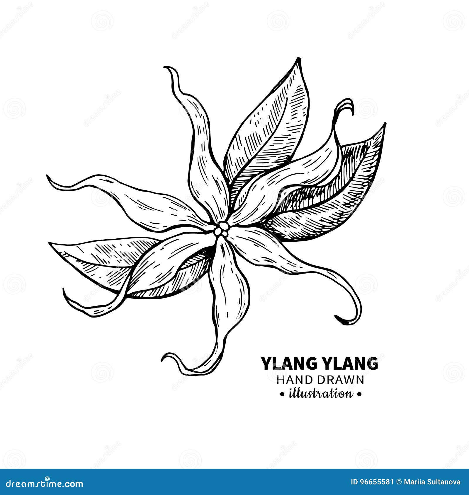 ylang ylang  drawing.  vintage  of me