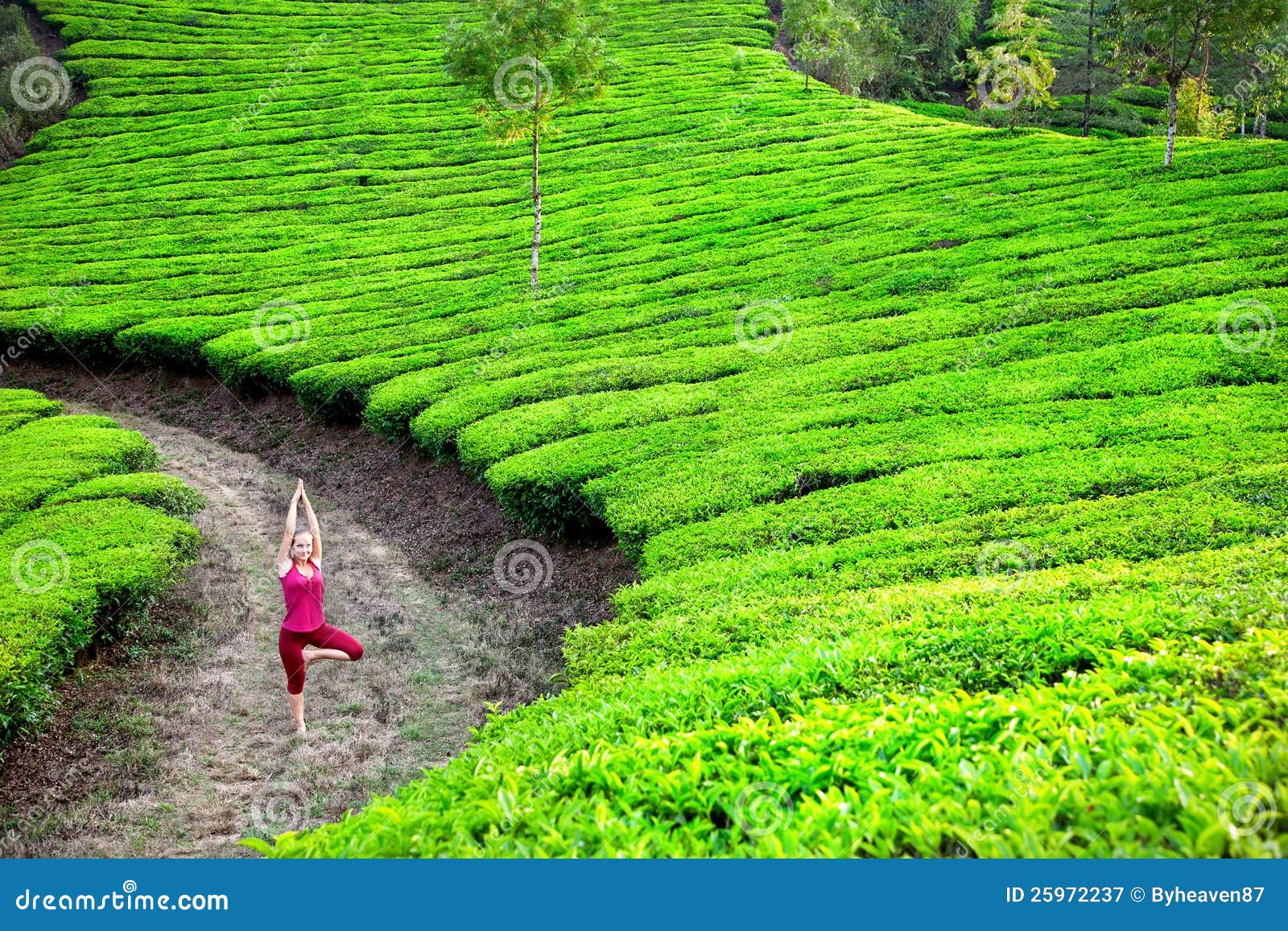 Yoga in tea plantations stock image. Image of plantation 25972237