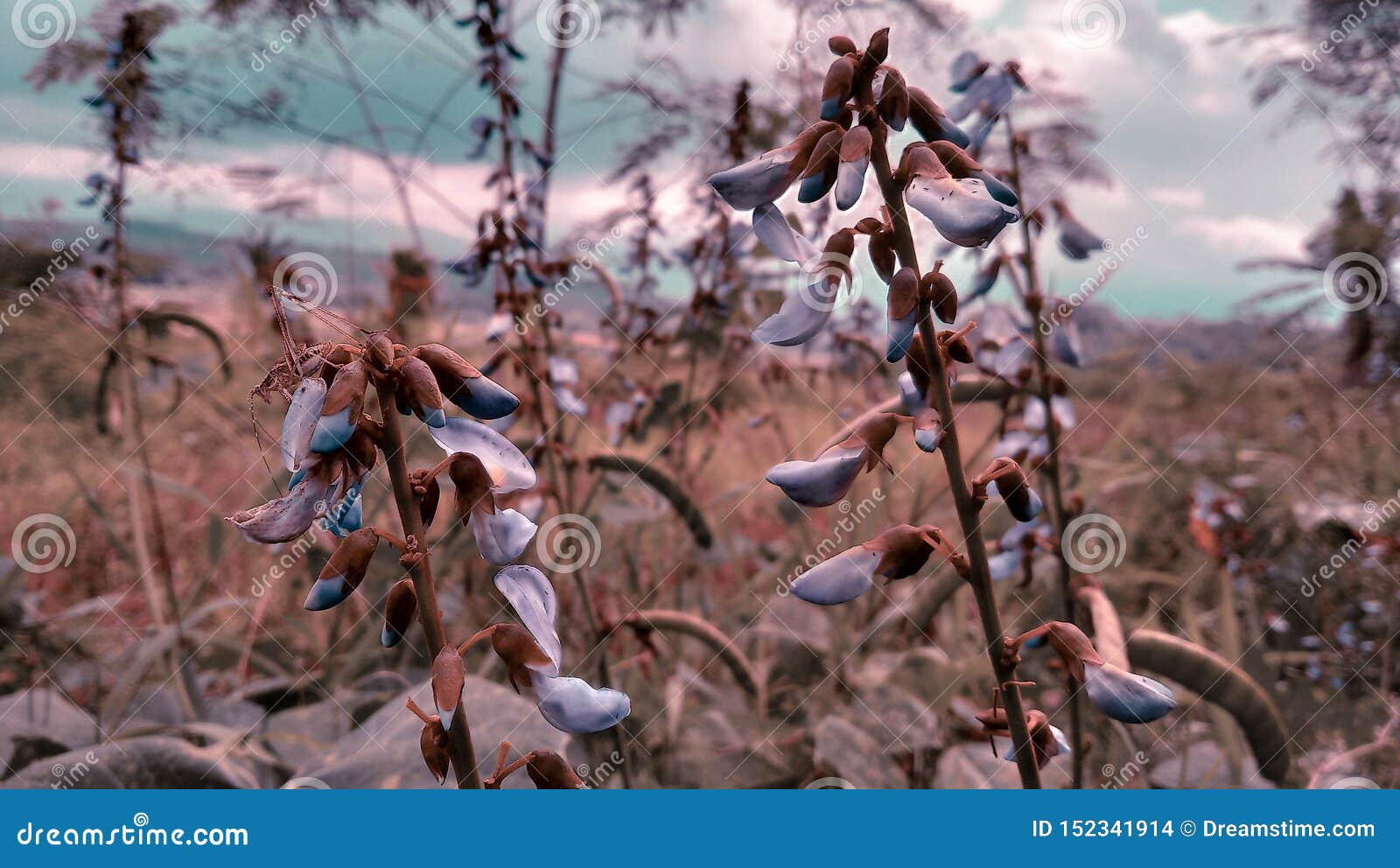 Yoke Flower, Back To Nature Stock Photo Image of back, sunset 152341914