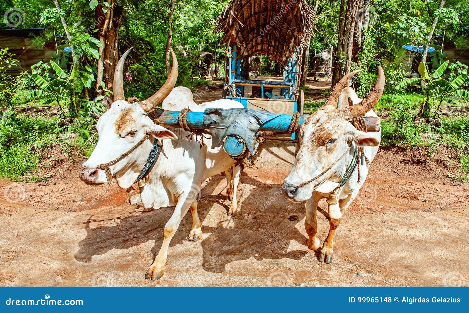 A yoke of oxen stock photo. Image of travel, traditional 99965148