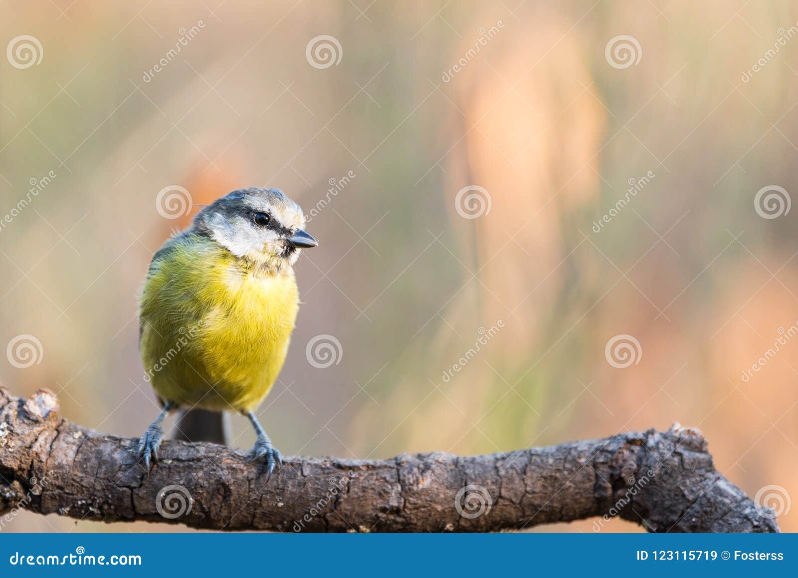 yong eurasian blue tit cyanistes caeruleus on branch with copy