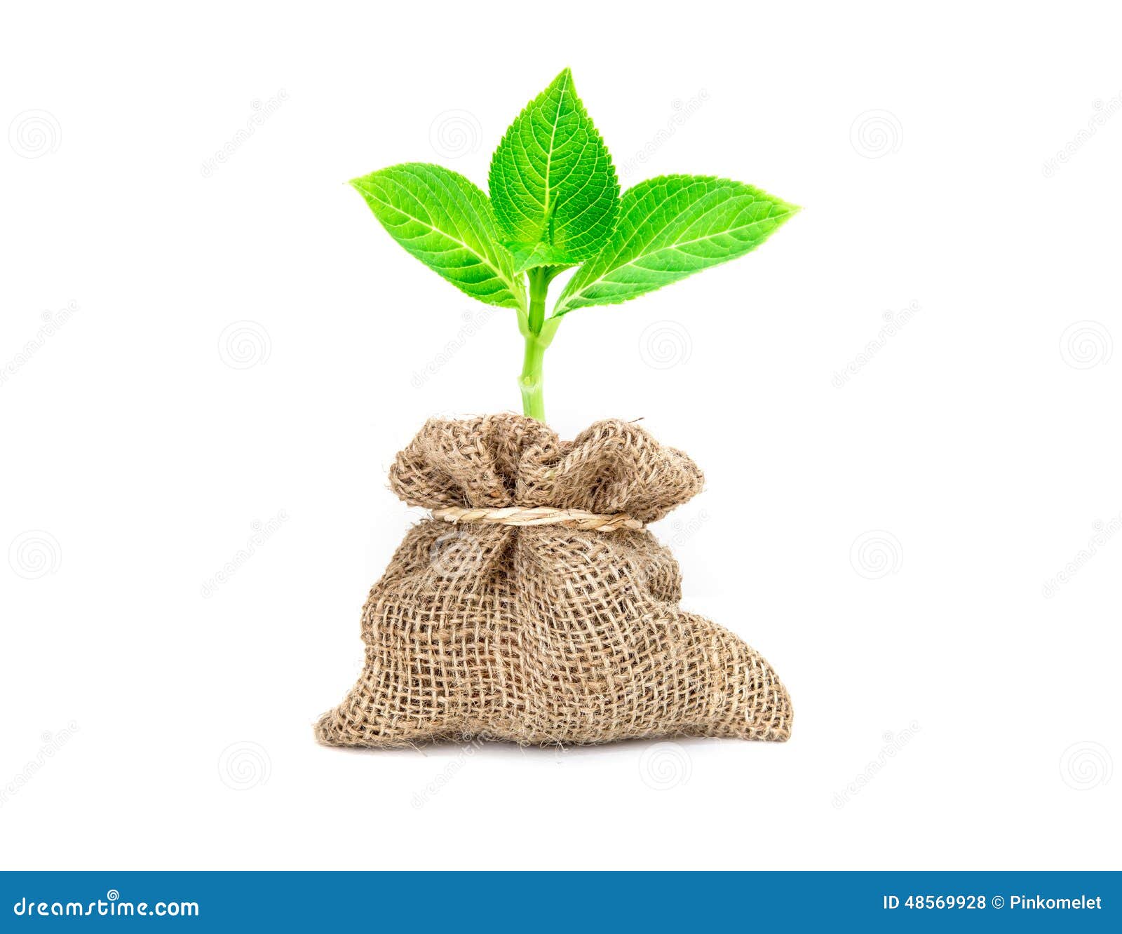 https://thumbs.dreamstime.com/z/yong-tree-growing-burlap-bag-bow-rope-white-background-48569928.jpg