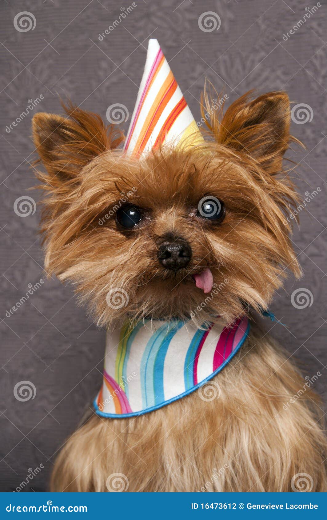 Yorkie Avec Le Chapeau D Anniversaire Photo Stock Image Du Terrier Yorkie Yorkie Avec Le Chapeau D Anniversaire Photo Stock Image Du Terrier Yorkie