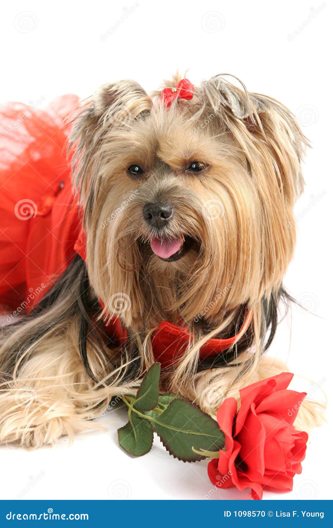 Yorkie Princess with Rose stock photo. Image of performance 1098570