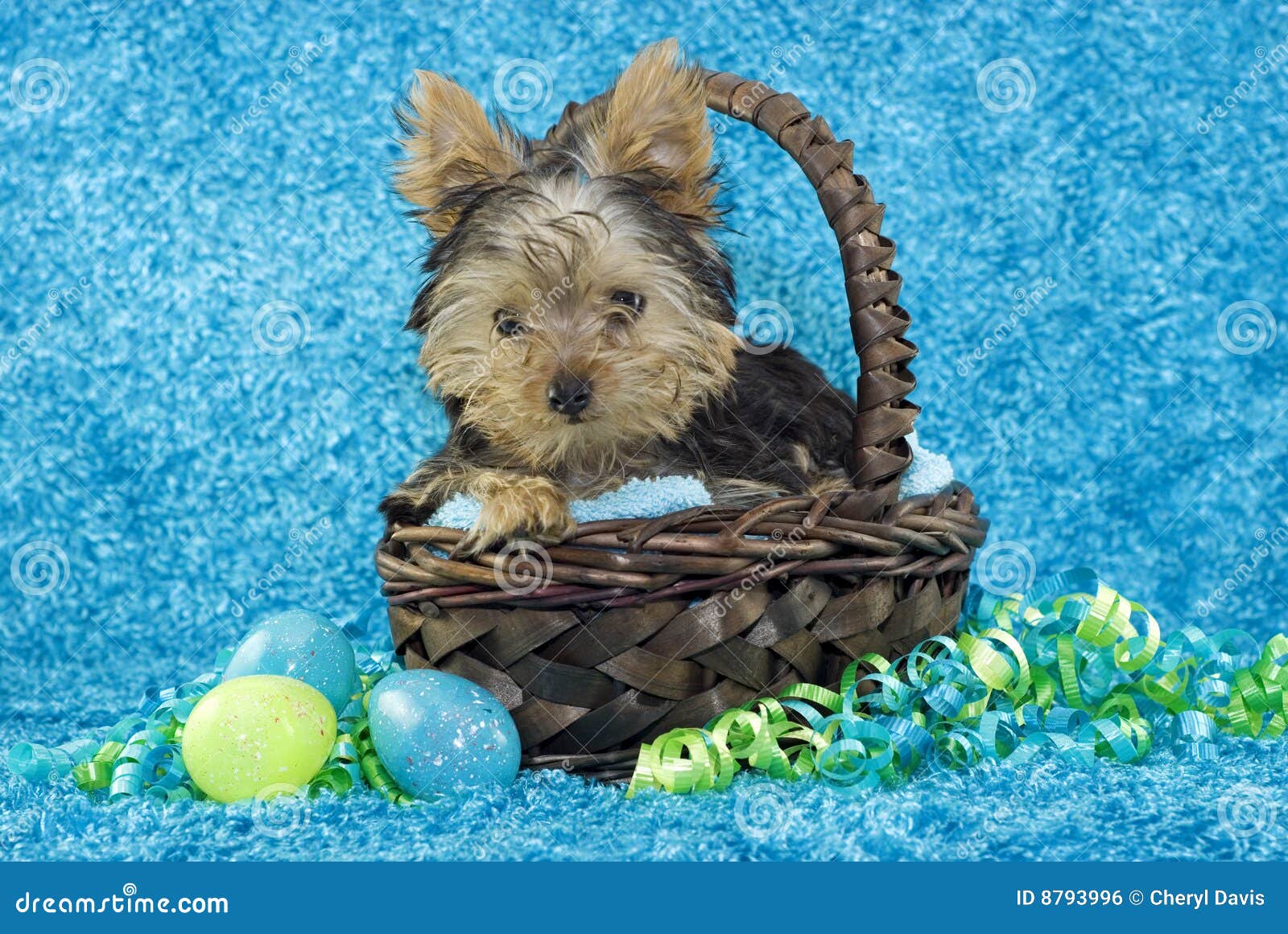 Yorkie Puppy in Basket with Easter Eggs Stock Photo Image of brown