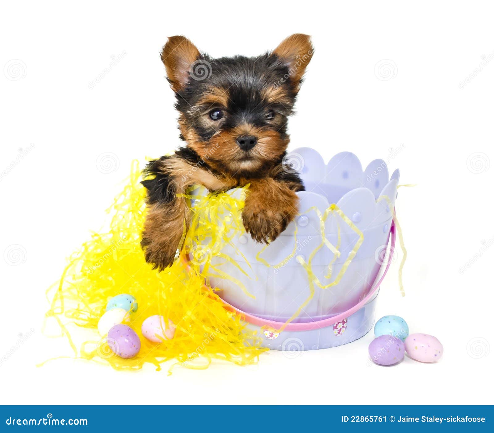 Yorkie Puppy in Easter Basket Stock Image Image of breed, holiday