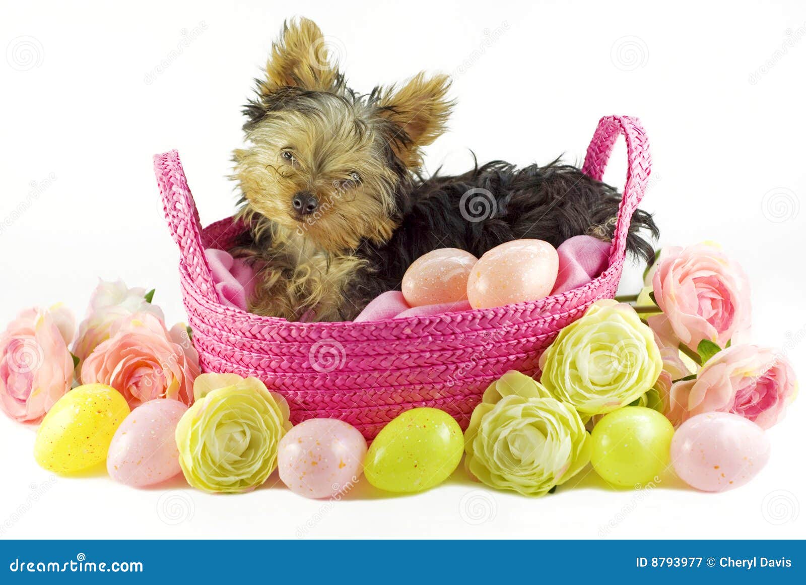 Yorkie Puppy in Pink Basket with Easter Eggs Stock Image Image of