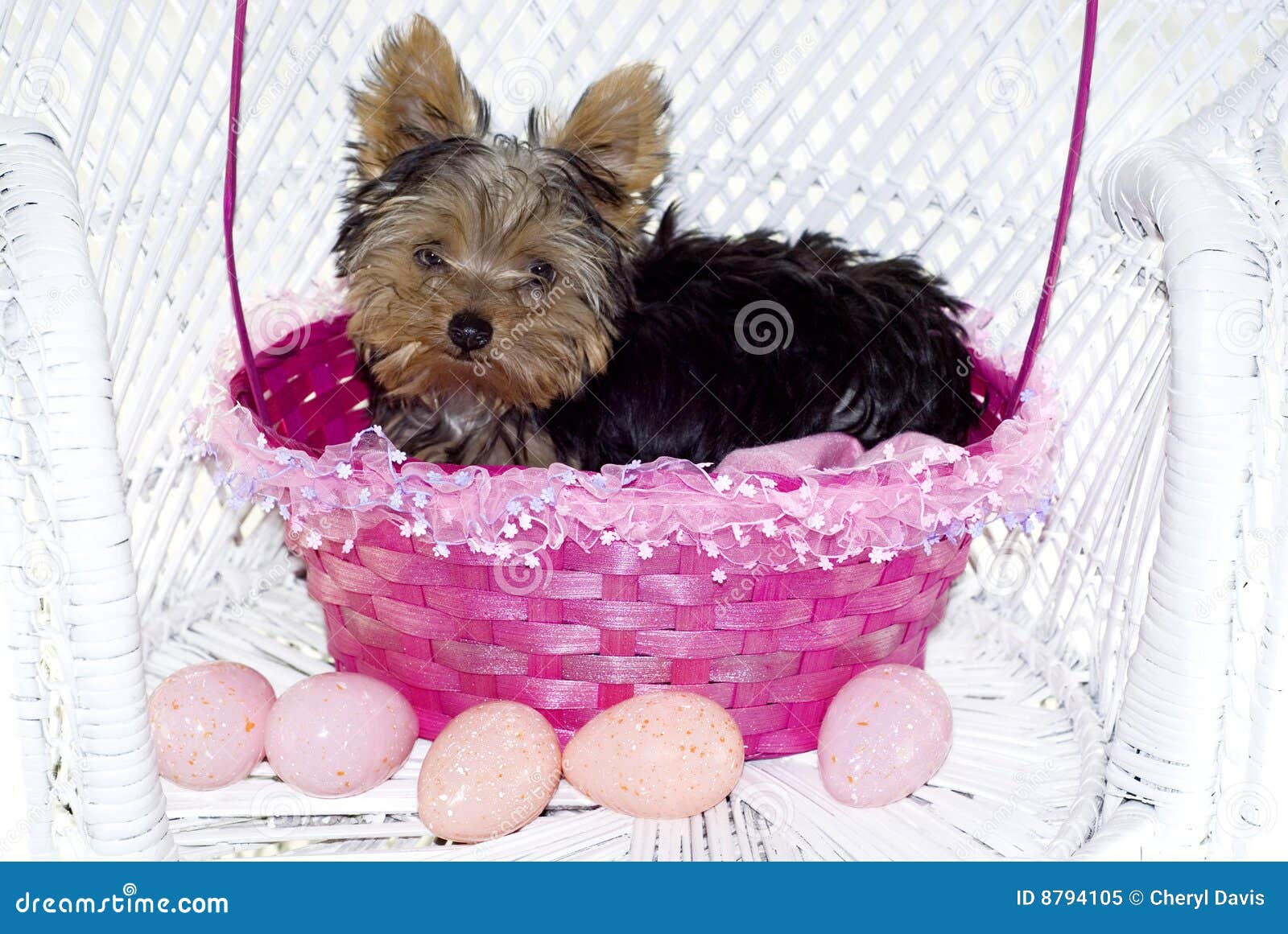 Yorkie Puppy in Pink Easter Basket Stock Image Image of yorkshire