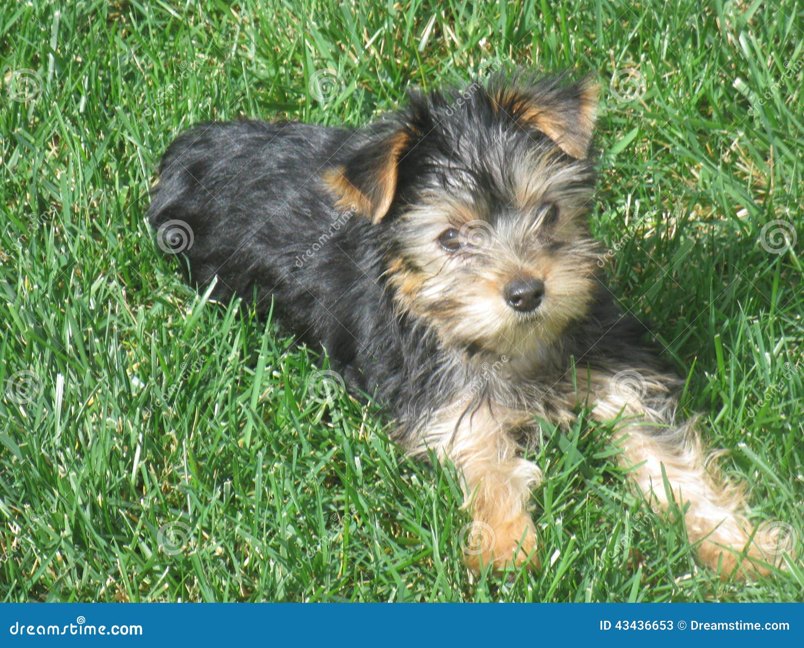 Yorkie puppy stock image. Image of lovable, summer, backyard 43436653