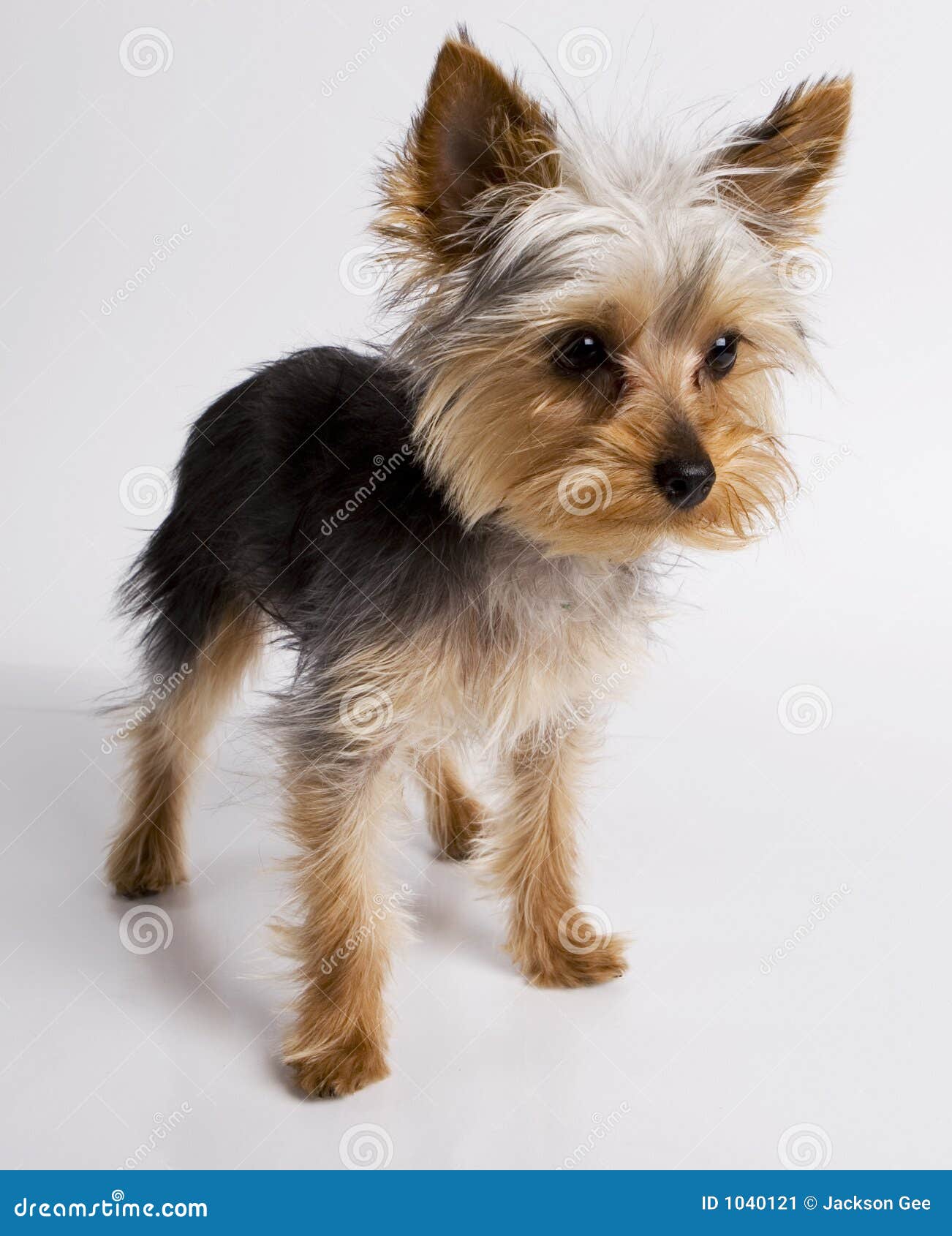 Yorkie Puppy Standing and Looking Over Stock Image Image of canine