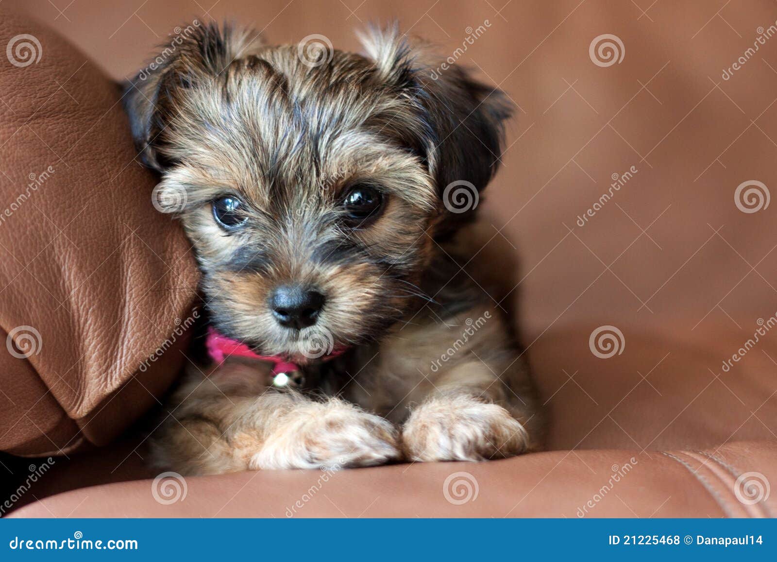 teacup yorkie shih tzu mix