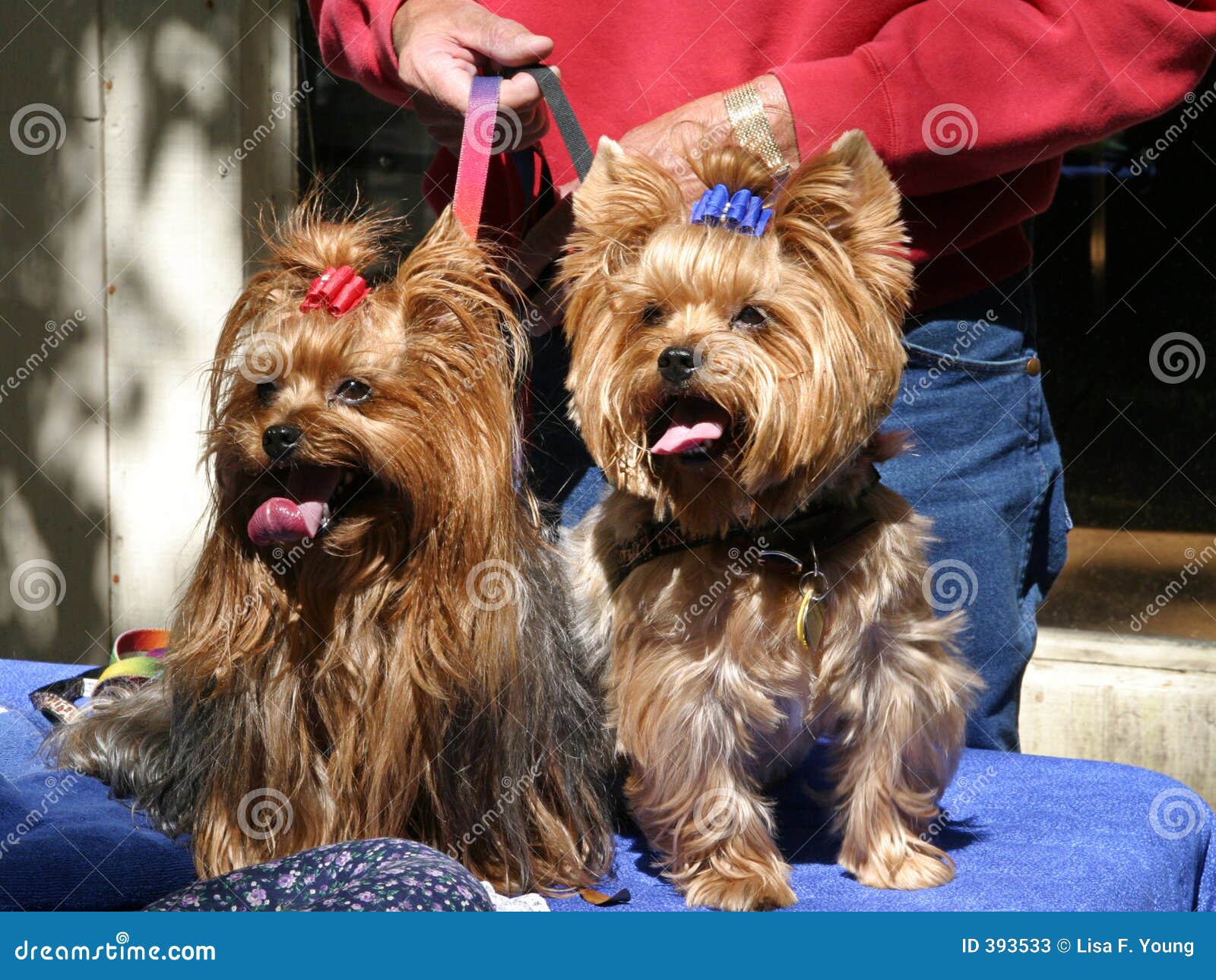 Yorkie Twins stock image. Image of owner affection pose 393533