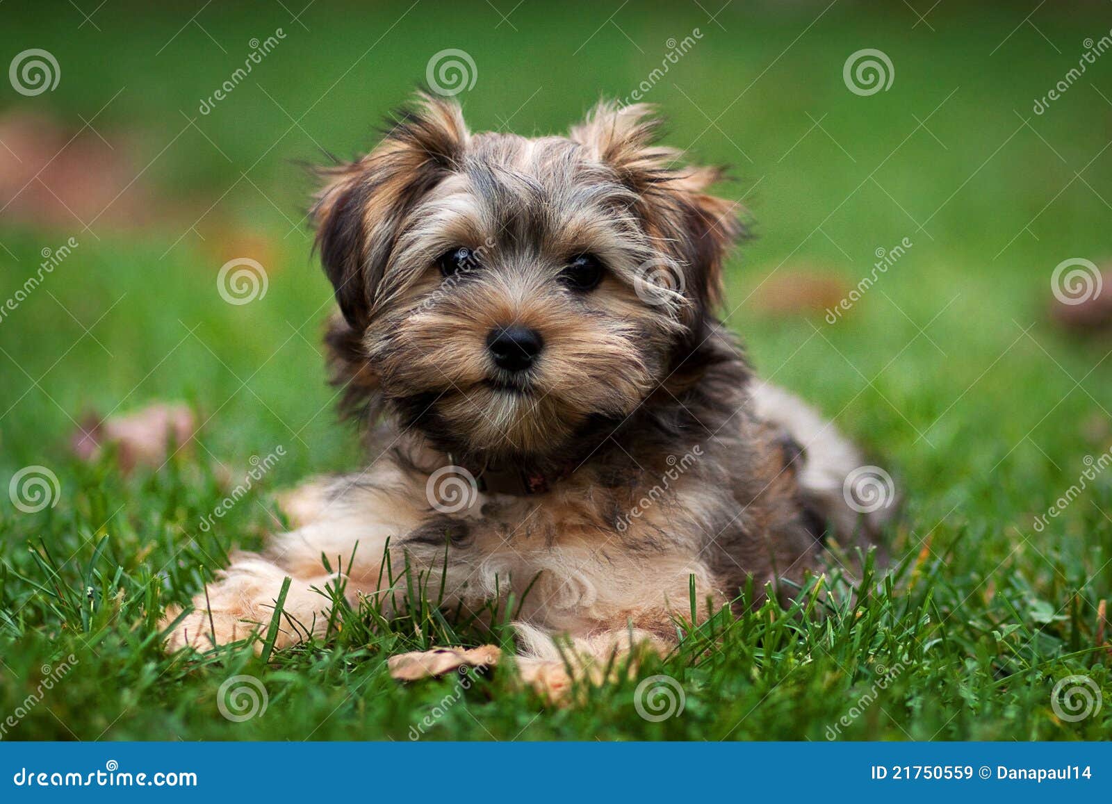 Yorkie Und Shih Tzu Mischwelpe Stockbild - Bild von hund, reinrassiger:  21750559