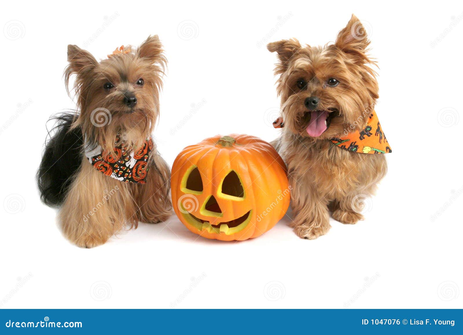 Yorkies em Halloween foto de stock. Imagem de lingüeta 1047076