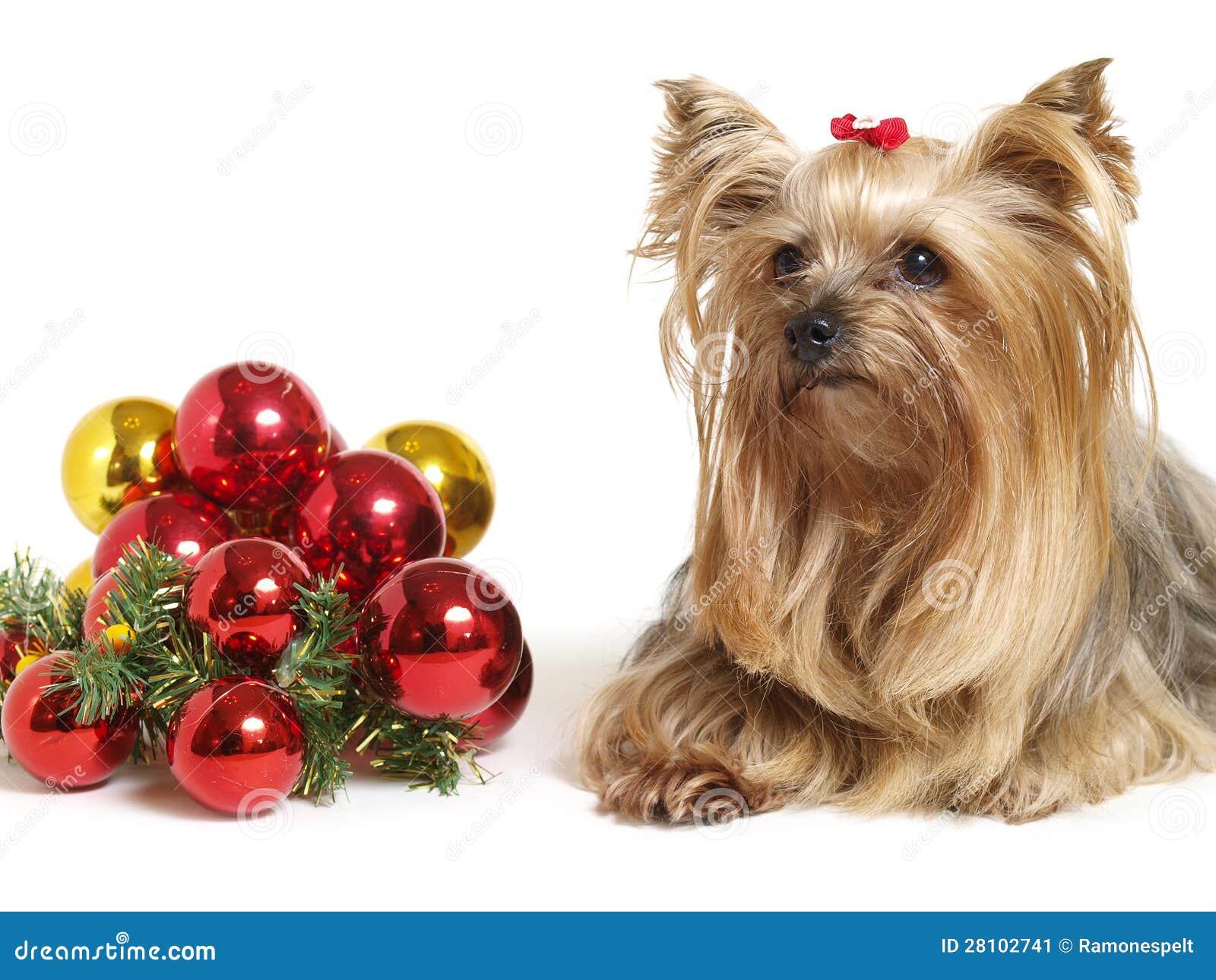 Yorkshire Dog with Christmas Balls Stock Image Image of adorable
