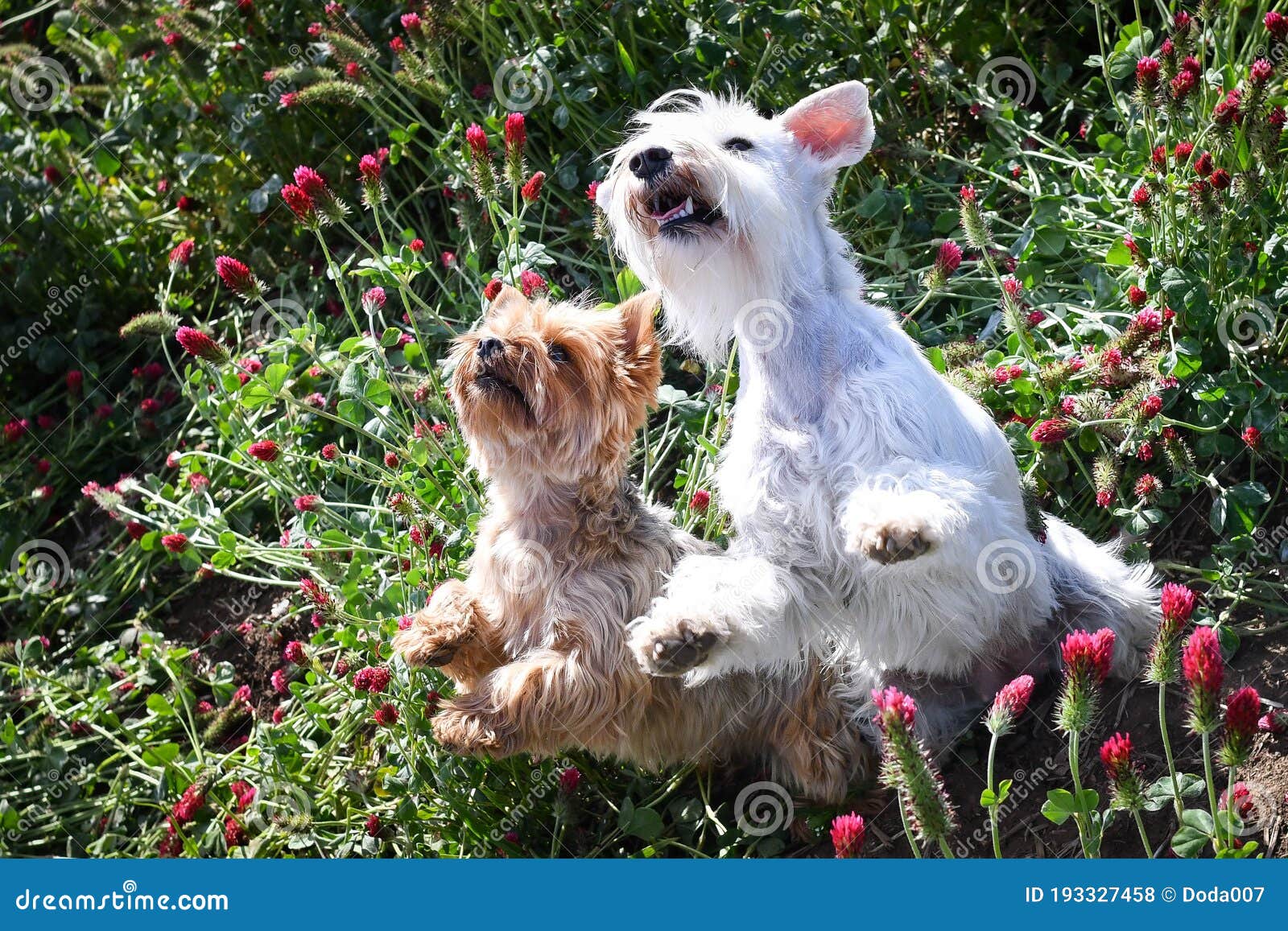 Yorkshire En Schnauzer Smeken in De Klaver. Stock Foto - Image of ...