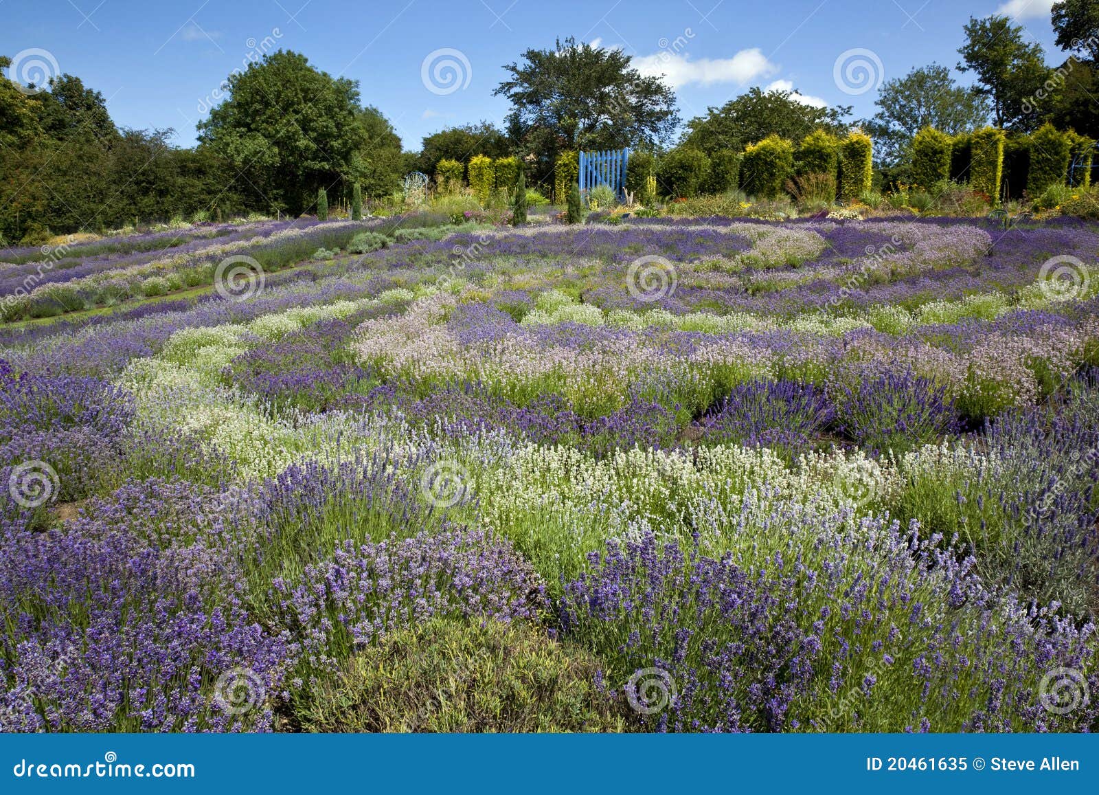 Yorkshire Lavender United Kingdom Stock Image Image of malton, travel 20461635