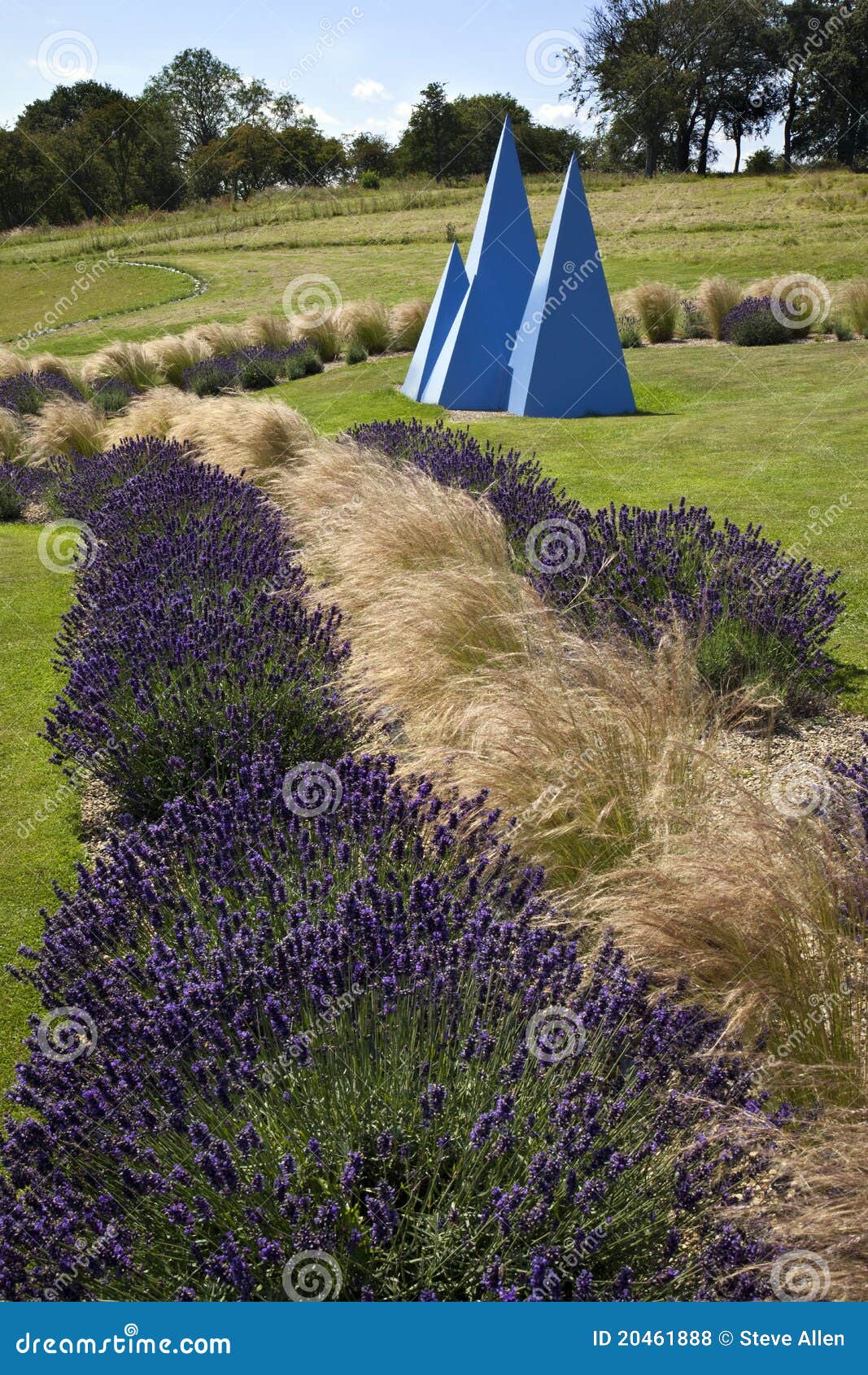 Yorkshire Lavender United Kingdom Stock Photo Image of europe, lavender 20461888