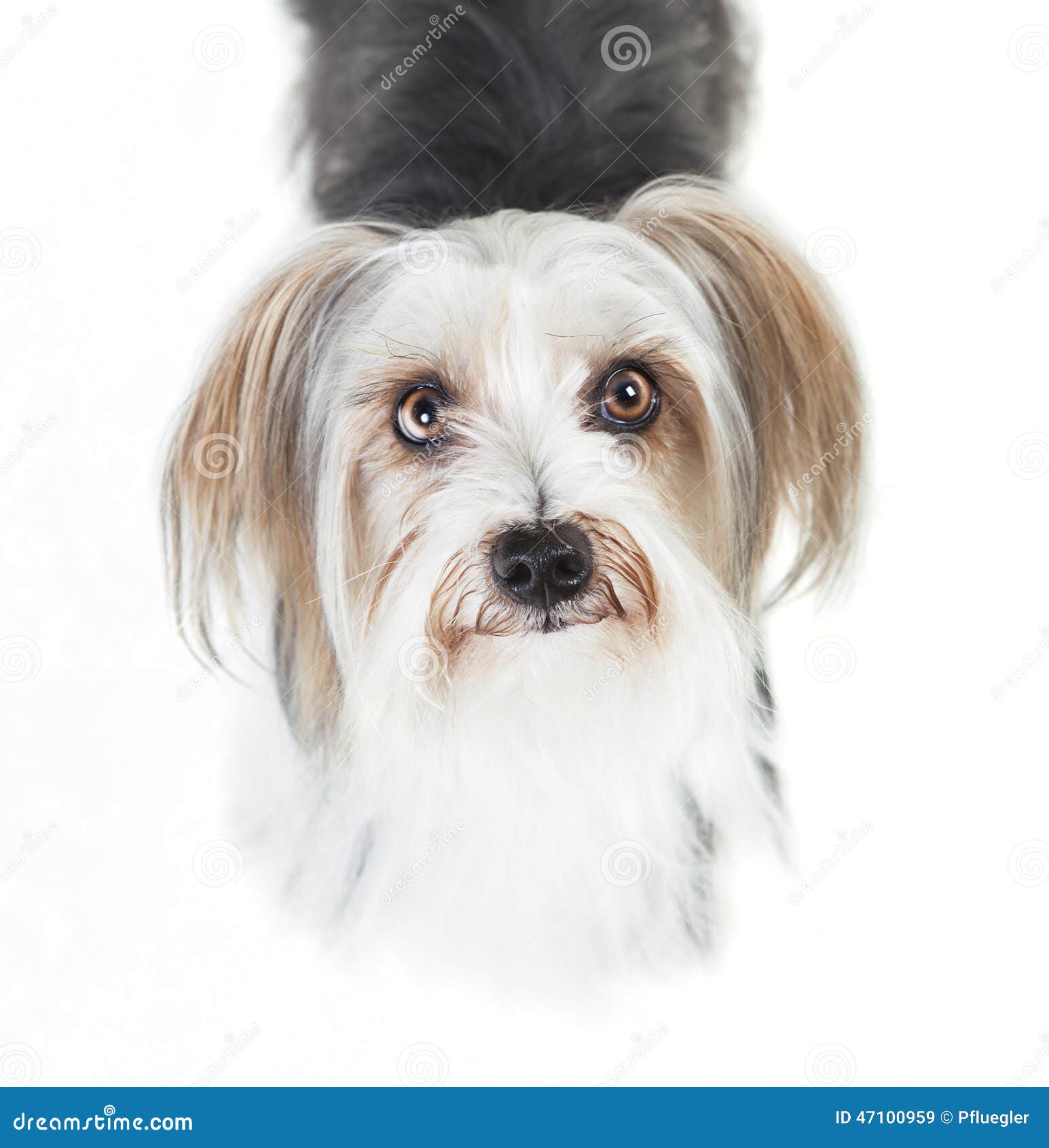 79+ Maltese Lhasa Apso Mix