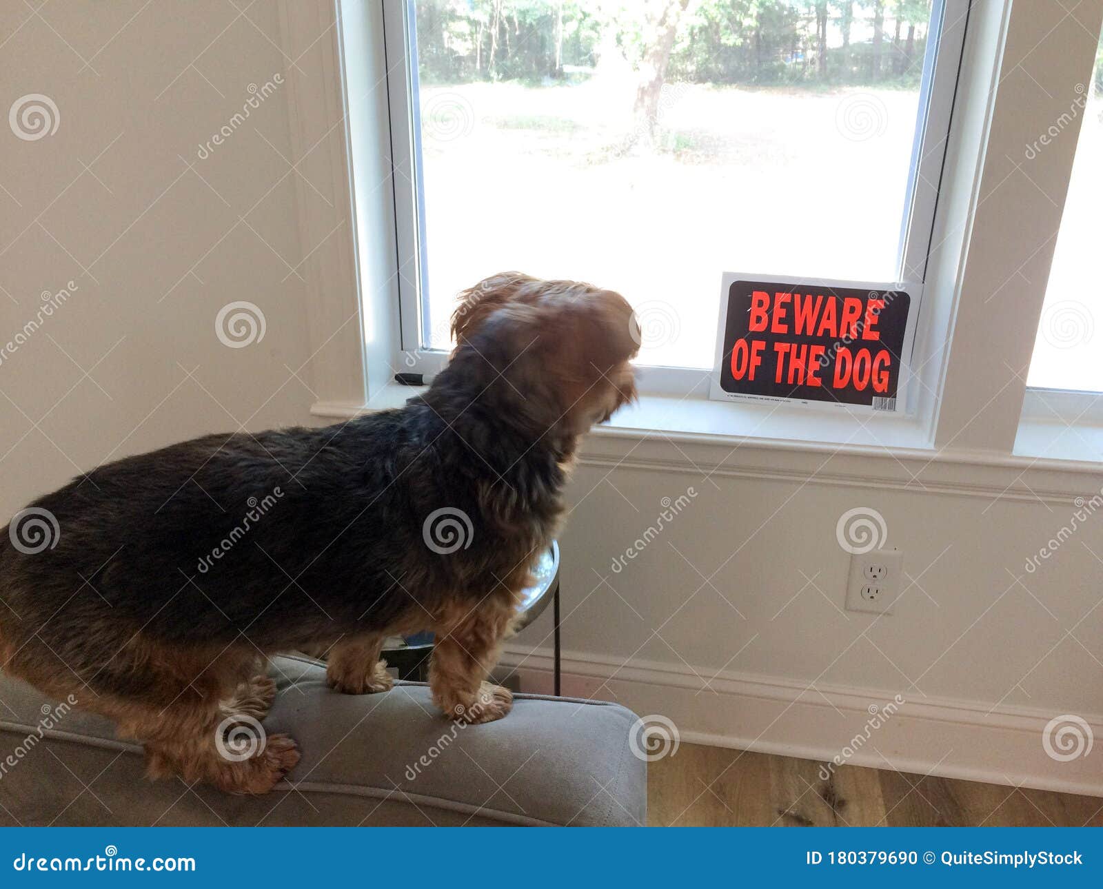 Yorkshire Small Dog Guarding Home Stock Photo Image of breed