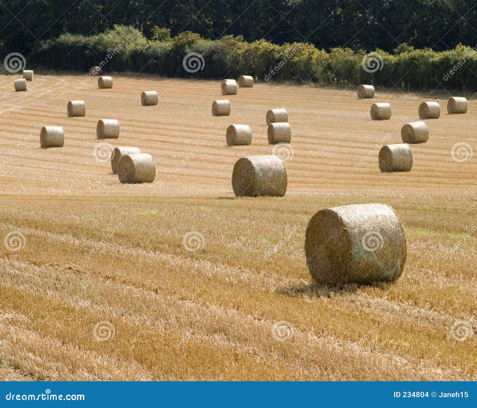 Yorkshire straw stock photo. Image of farmland, agriculture 234804