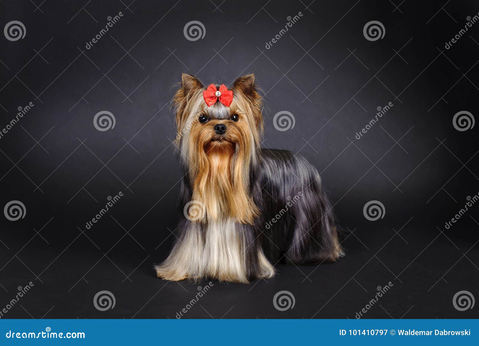 Yorkshire terrier su fondo nero