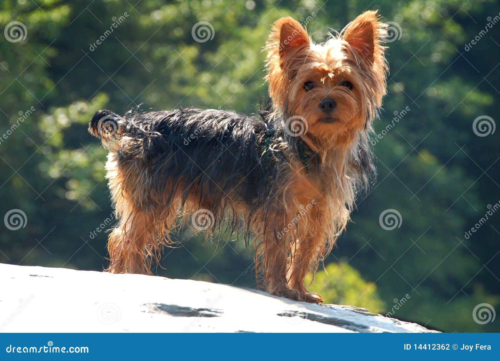 yorkshire terrier