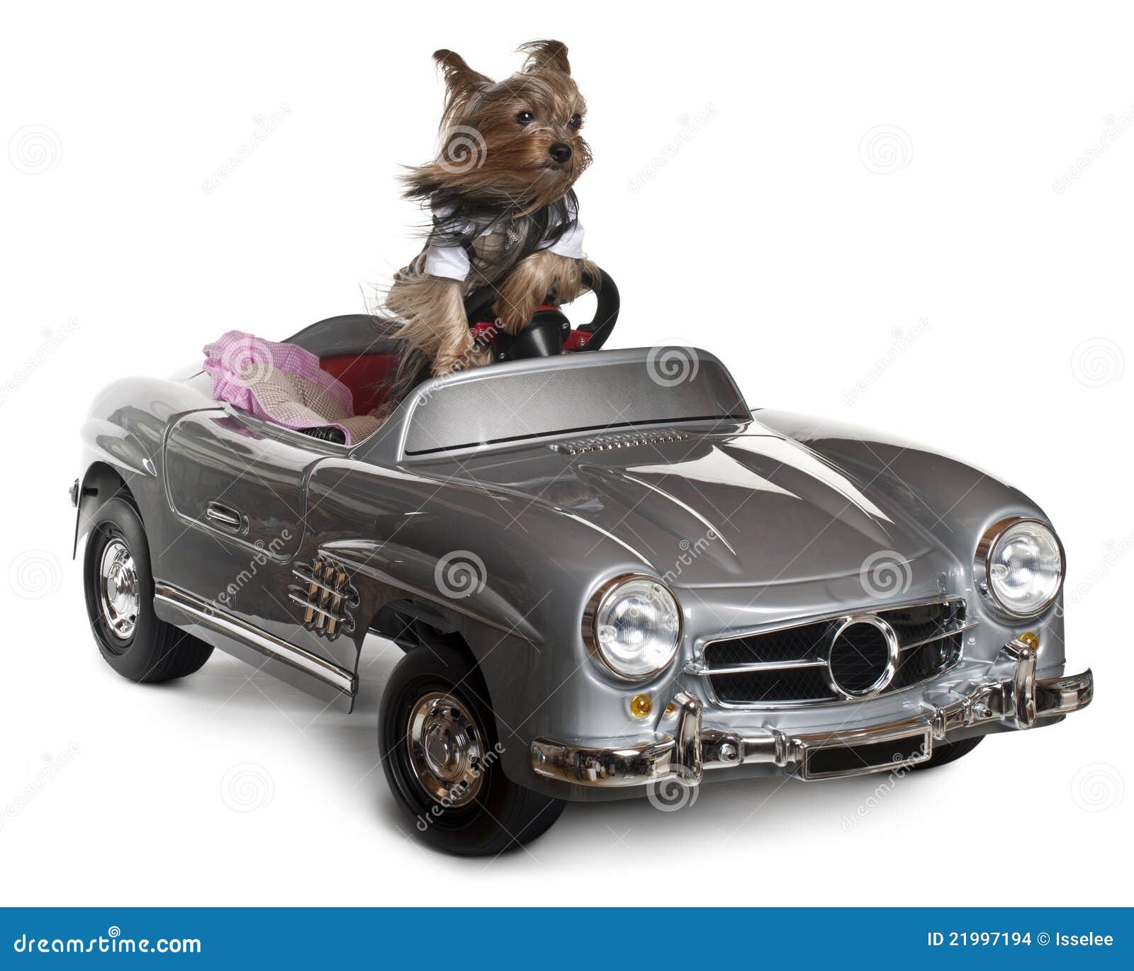 yorkshire terrier, 3 years old, driving