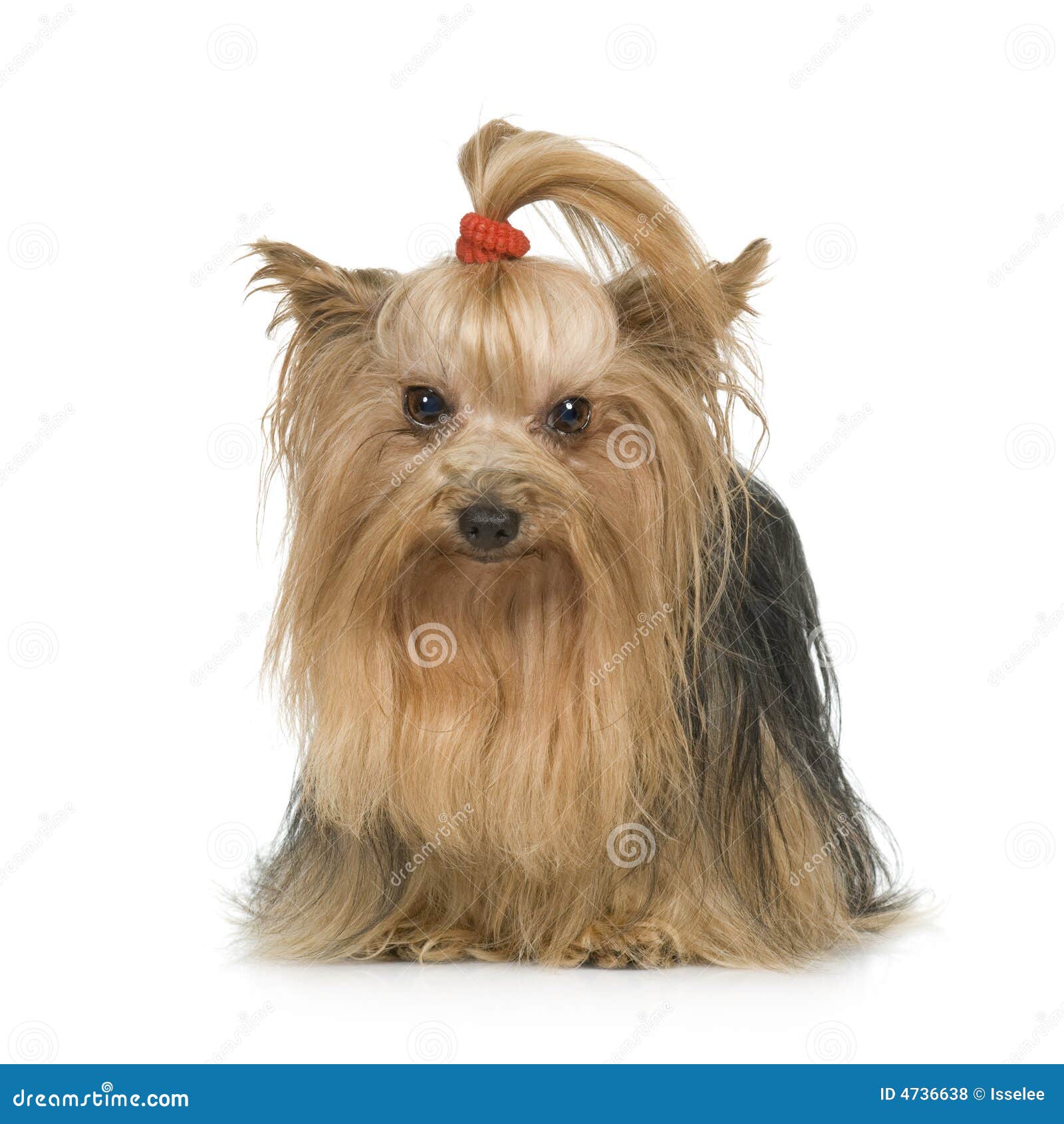 Yorkshire Terrier stock photo. Image of doggy, grooming 4736638