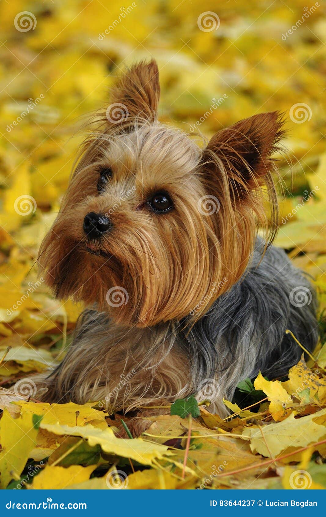 Yorkshire Terrier Image Stock Image Du Agile Turbine