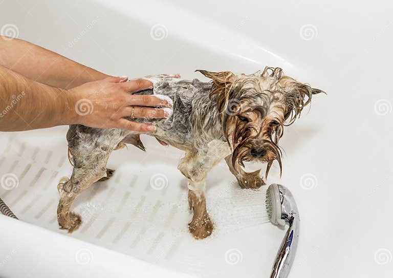 Yorkshire Terrier Bathe in a Bathtub Stock Image Image of love