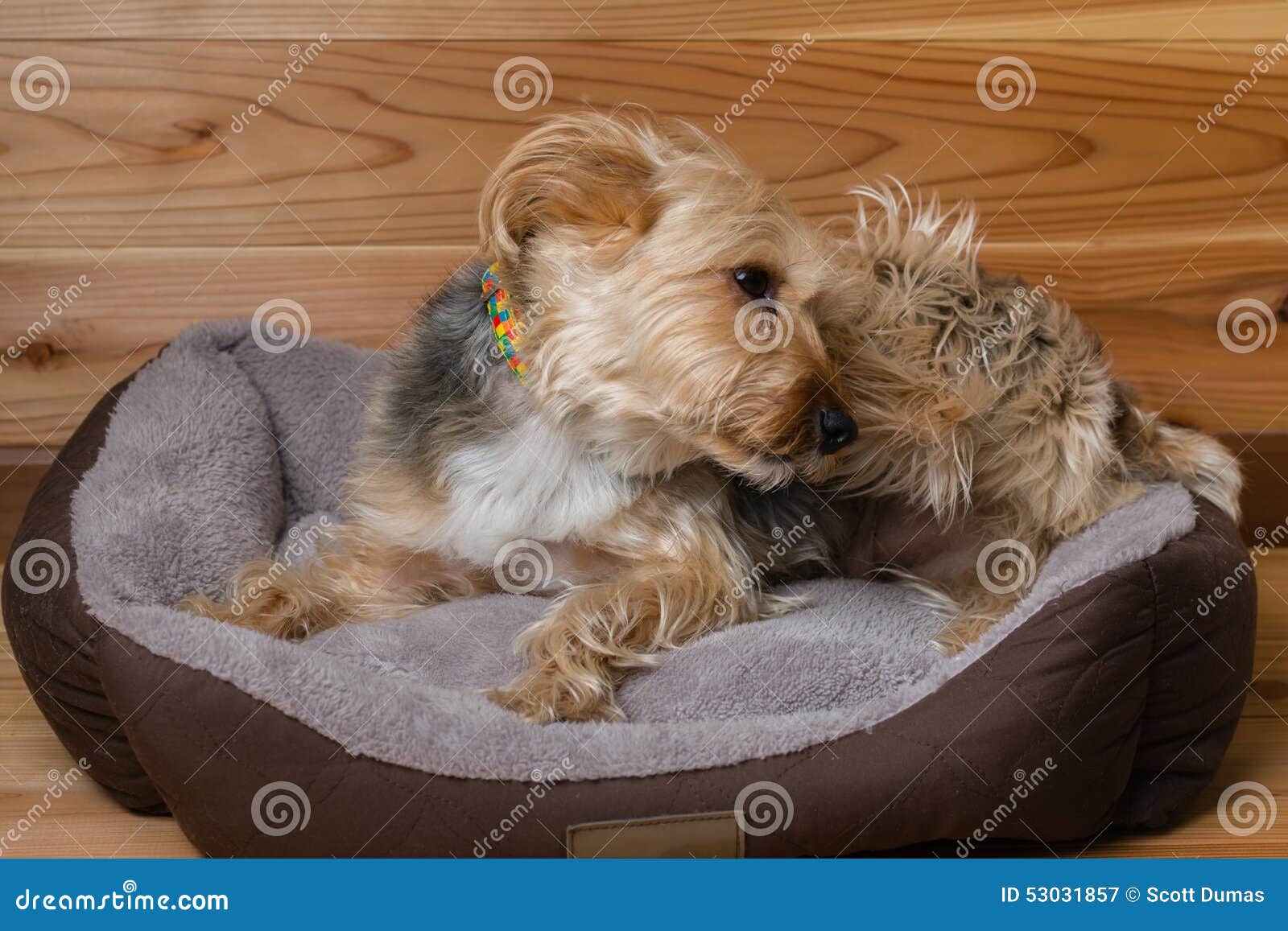 Yorkshire Terrier with Collar in Bed Scratching Head Stock Image