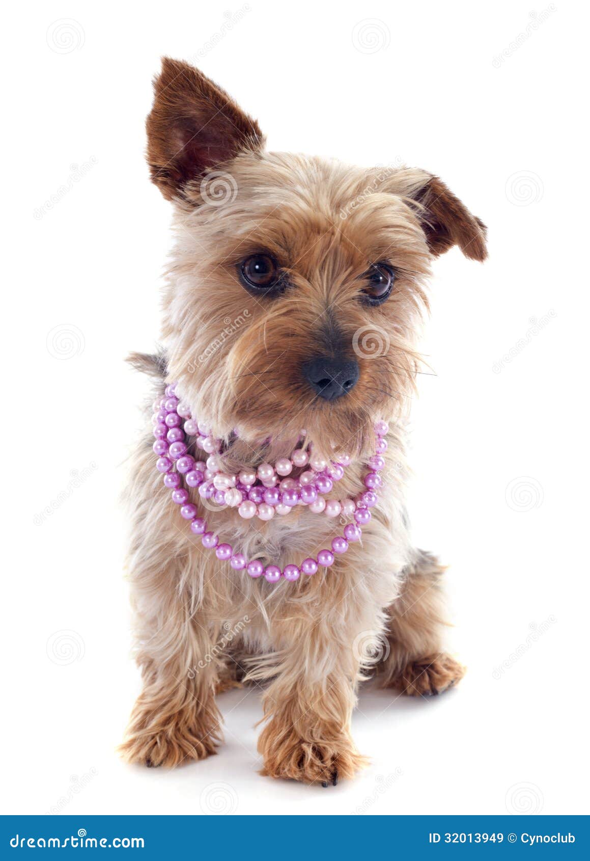 Yorkshire Terrier and Collar Stock Image Image of white, little 32013949