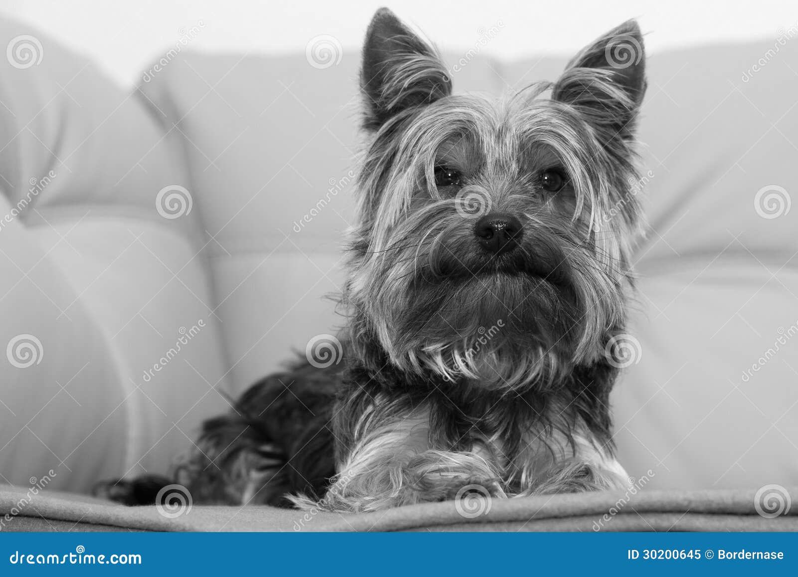 Yorkshire-Terrier. Yorkshire terrier on the couch