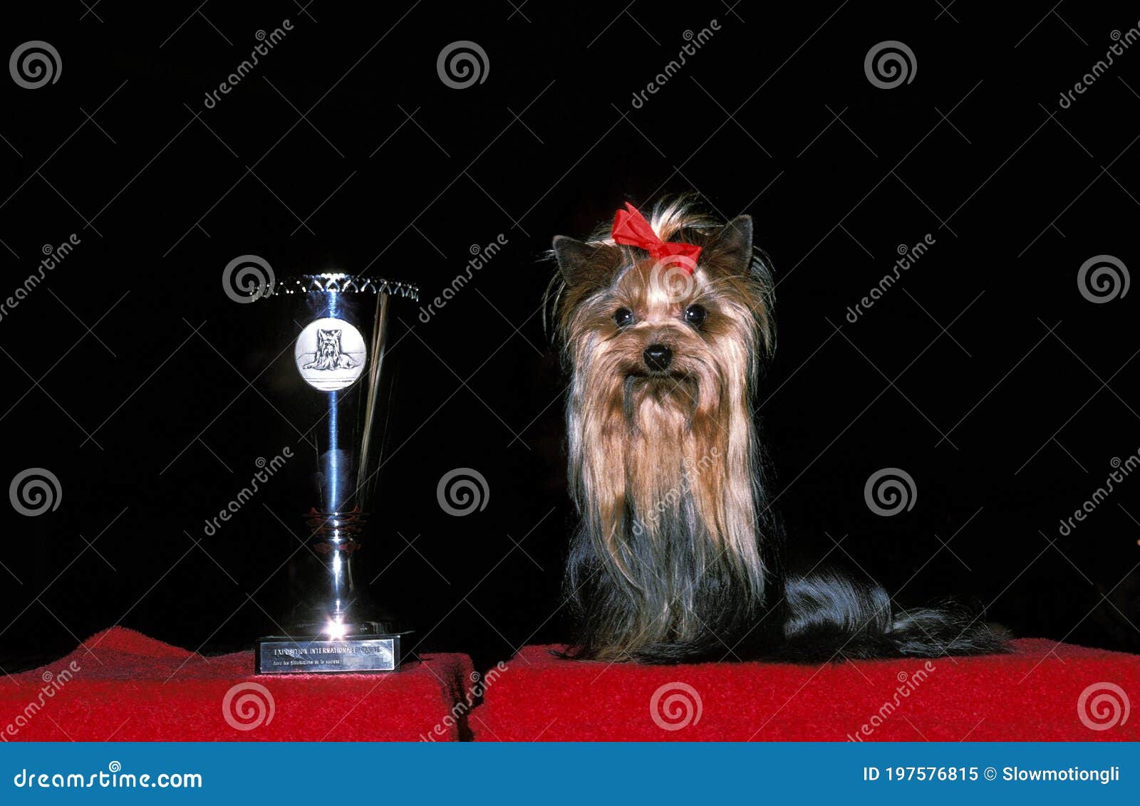 cup yorkshire terrier
