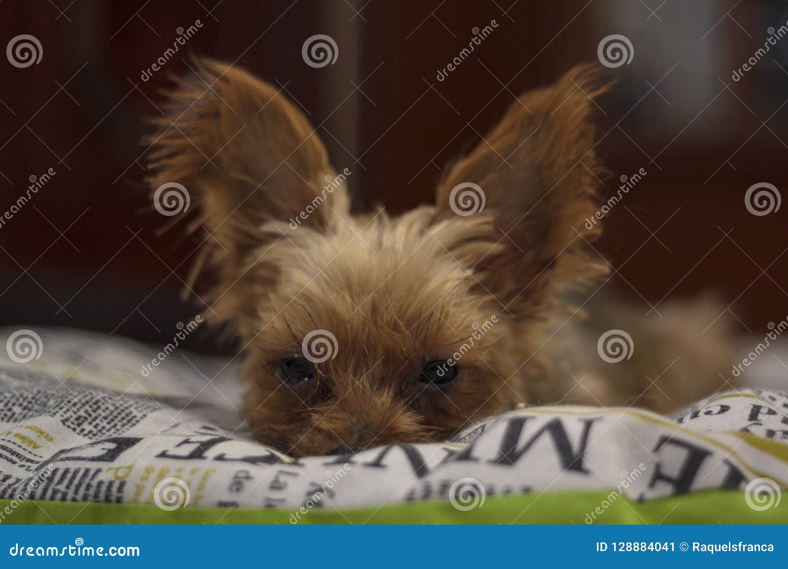 Yorkshire Terrier on bed stock image. Image of rest 128884041