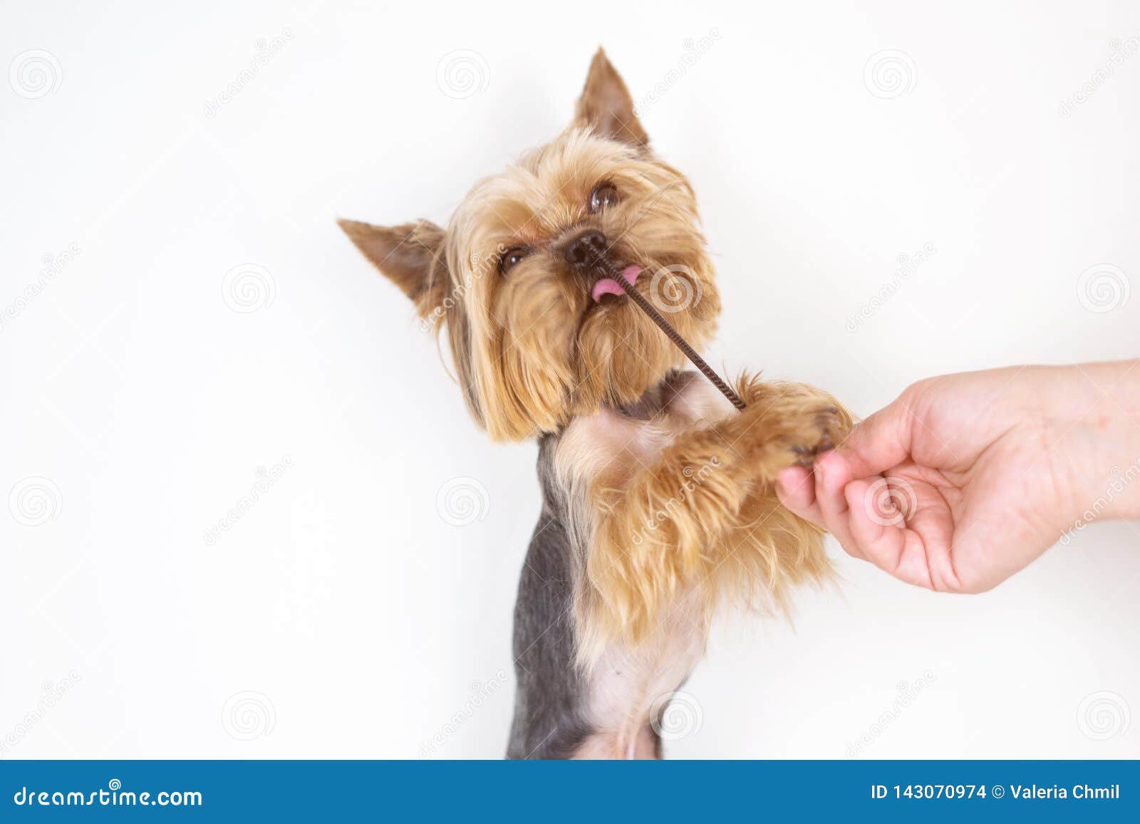 Yorkshire Terrier Dog with Comb, Grooming Stock Photo Image of hair