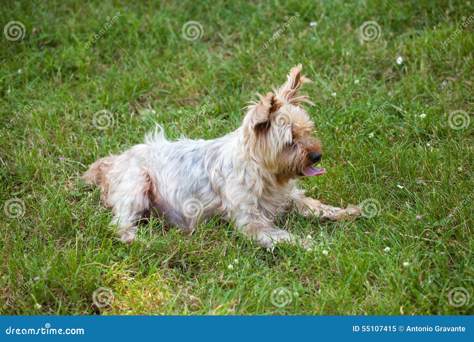 Yorkshire Terrier Dog on the Grass Stock Image - Image of portrait ...