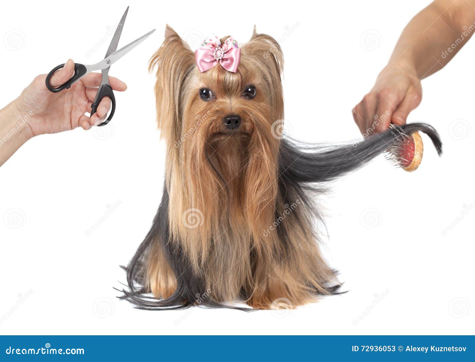 1,481 Dog Grooming York Terrier Stock Photos Free & RoyaltyFree