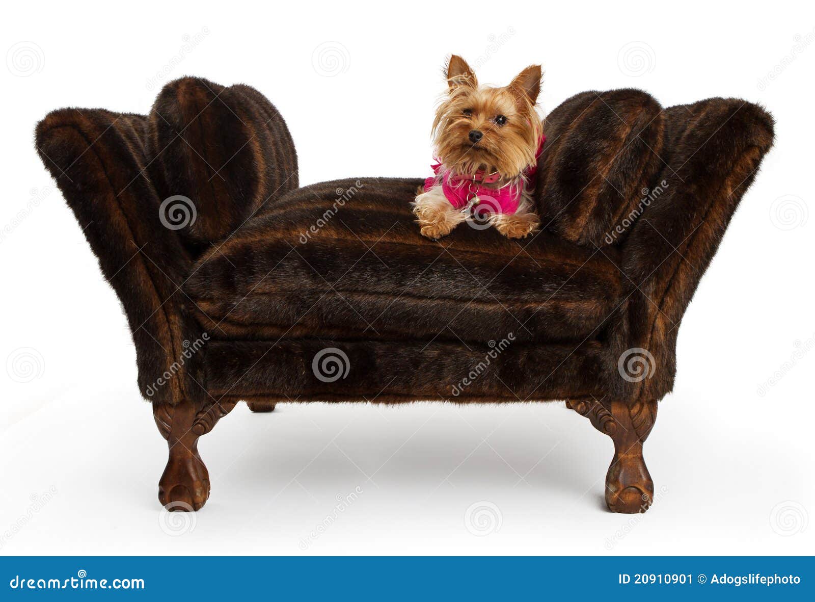 Yorkshire Terrier Dog on a Luxury Fur Bed Stock Image Image of animal