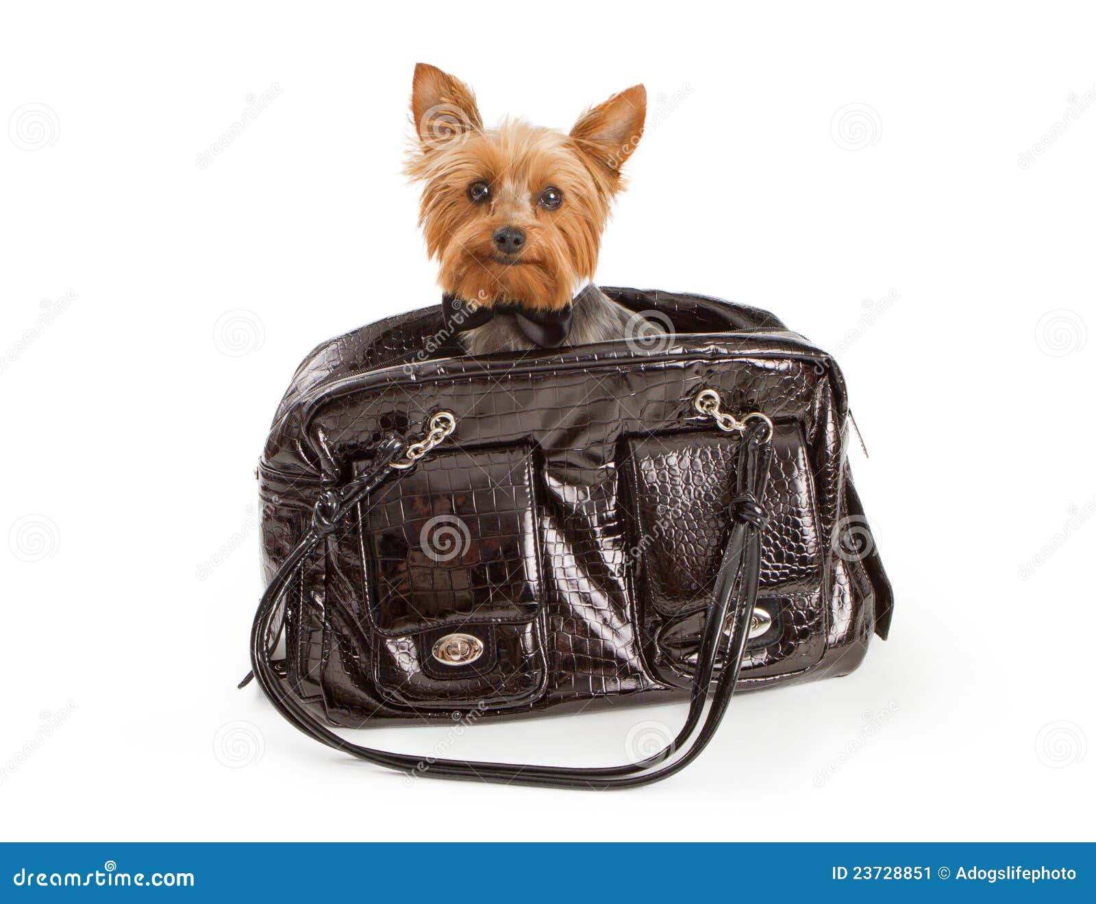 Yorkshire Terrier Dog Luxury Travel Stock Image Image of terrier