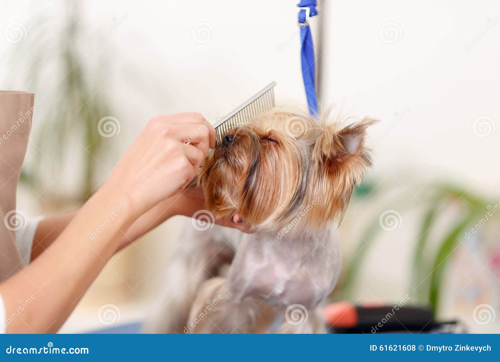Yorkshire Terrier Enjoys the Process of Brushing Stock Photo Image of hairdo, business 61621608