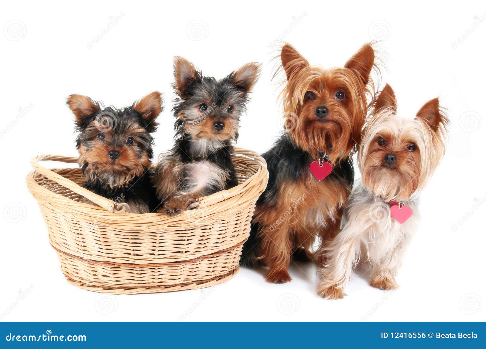 yorkshire terrier family dog