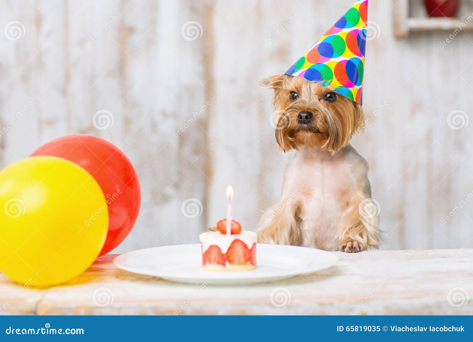 230 Terrier Yorkshire Birthday Photos Free Royalty Free Stock Photos From Dreamstime 230 Terrier Yorkshire Birthday Photos Free Royalty Free Stock Photos From Dreamstime